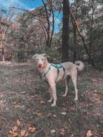 Hundeauslaufgebiet-Königsheide-Bild