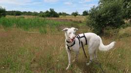 Hundeauslaufgebiet-Freizeitpark Marienfelde-Bild