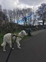 Hundeauslaufgebiet-Landschaftspark Herzberge-Bild