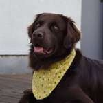 Ersteller:in Finja Profilbild