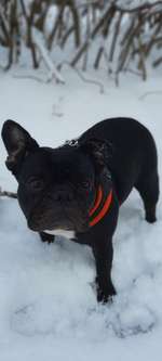 Inliner fahren mit einem Frenchie?-Beitrag-Bild