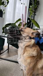 Erfahrungen mit Clomicalm-Beitrag-Bild