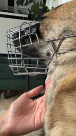 Erfahrungen mit Clomicalm-Beitrag-Bild