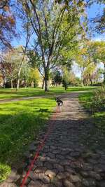 Hundeauslaufgebiet-Alter Friedhof-Bild