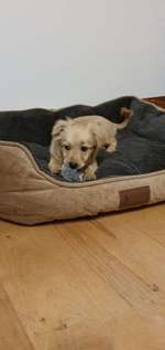 Welche Rassen könnten das sein ?!-Beitrag-Bild