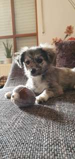 Welche Rassen könnten das sein ?!-Beitrag-Bild