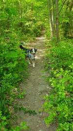 Hundeauslaufgebiet-Goitzschewald Holzweißig-Bild