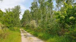 Hundeauslaufgebiet-Goitzschewald Holzweißig-Bild