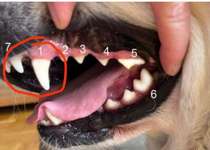 Was tun bei gefundenen Hunde-Schädeln? Fall geklärt, sieh Antworten der TE-Beitrag-Bild