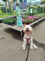 Weshalb nach Beißvorfällen immer so ein Hass auf alle Hunde?-Beitrag-Bild