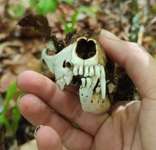 Was tun bei gefundenen Hunde-Schädeln? Fall geklärt, sieh Antworten der TE-Beitrag-Bild