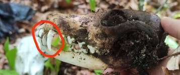 Was tun bei gefundenen Hunde-Schädeln? Fall geklärt, sieh Antworten der TE-Beitrag-Bild