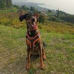 Ersteller:in Dorothea Profilbild