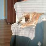 Ersteller:in Nicole & 🐕Luna Profilbild