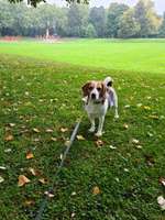 Hundeauslaufgebiet-Meidericher Stadtpark-Bild