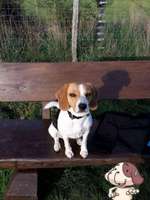 Hundeauslaufgebiet-Auberg-Bild