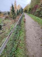 Hundeauslaufgebiet-Ketsch-Bild