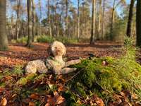 Hundeauslaufgebiet-Metelener Heide-Bild