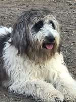 Bearded Collie - Fellpflege-Beitrag-Bild