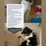 Suchmeldung-Zara-Bild