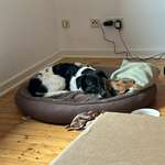 Suchmeldung-Zara-Bild