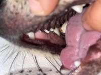 Verfärbung Zähne-Beitrag-Bild