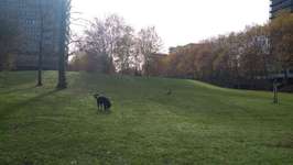 Hundeauslaufgebiet-Singarpurweg/Manilaweg-Bild