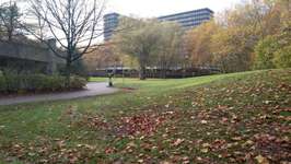 Hundeauslaufgebiet-Singarpurweg/Manilaweg-Bild