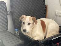 Suchmeldung-Marley-Bild