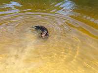 Hundeauslaufgebiet-Huntsteert-Bild