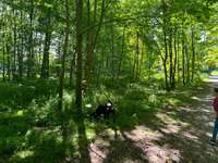 Hundeauslaufgebiet-Huntsteert-Bild