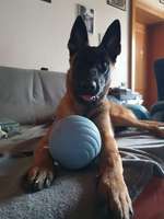 Hund aus dem Ausland! Durchfall + Futter-Beitrag-Bild