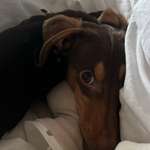 Ersteller:in Shiva Profilbild