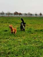 Hundeauslaufgebiet-Feld und Wiesenweg-Bild