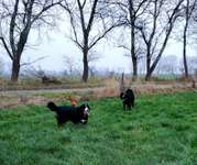 Hundeauslaufgebiet-Feld und Wiesenweg-Bild