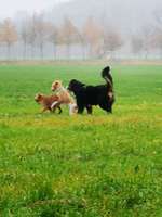 Hundeauslaufgebiet-Feld und Wiesenweg-Bild