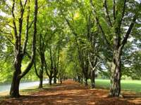 Hundeauslaufgebiet-Decksteiner Weiher (Lindenthal)-Bild