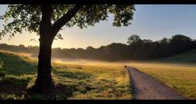 Hundeauslaufgebiet-Beethovenpark-Bild