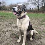 Panikgeschirr gesucht-Beitrag-Bild