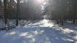 Hundeauslaufgebiet-Schwarmer Fuhren / Jerusalemer Wäldchen-Bild