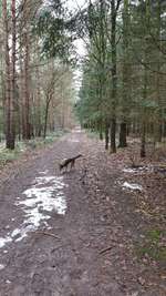 Hundeauslaufgebiet-Schwarmer Fuhren / Jerusalemer Wäldchen-Bild