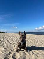 Hundeauslaufgebiet-Hundestrand Schillig-Bild