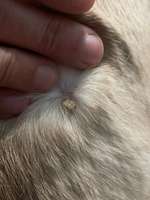 Ist das eine Warze?-Beitrag-Bild