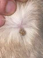 Ist das eine Warze?-Beitrag-Bild