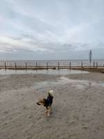 Hundeauslaufgebiet-Norden Hundestrand, Norddeich-Bild