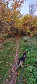 Hundeauslaufgebiet-Über die Teufelsbrücke zur Hohen Eiche-Bild