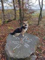 Hundeauslaufgebiet-Über die Teufelsbrücke zur Hohen Eiche-Bild