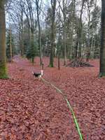 Hundeauslaufgebiet-Heseler Wald-Bild
