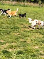 Hundeauslaufgebiet-Eichgärtenallee-Bild