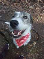 Was könnte in ihr für Rasse stecken-Beitrag-Bild